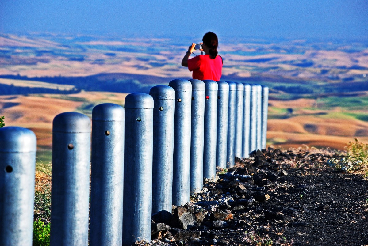 The Lemons and the Magnolias