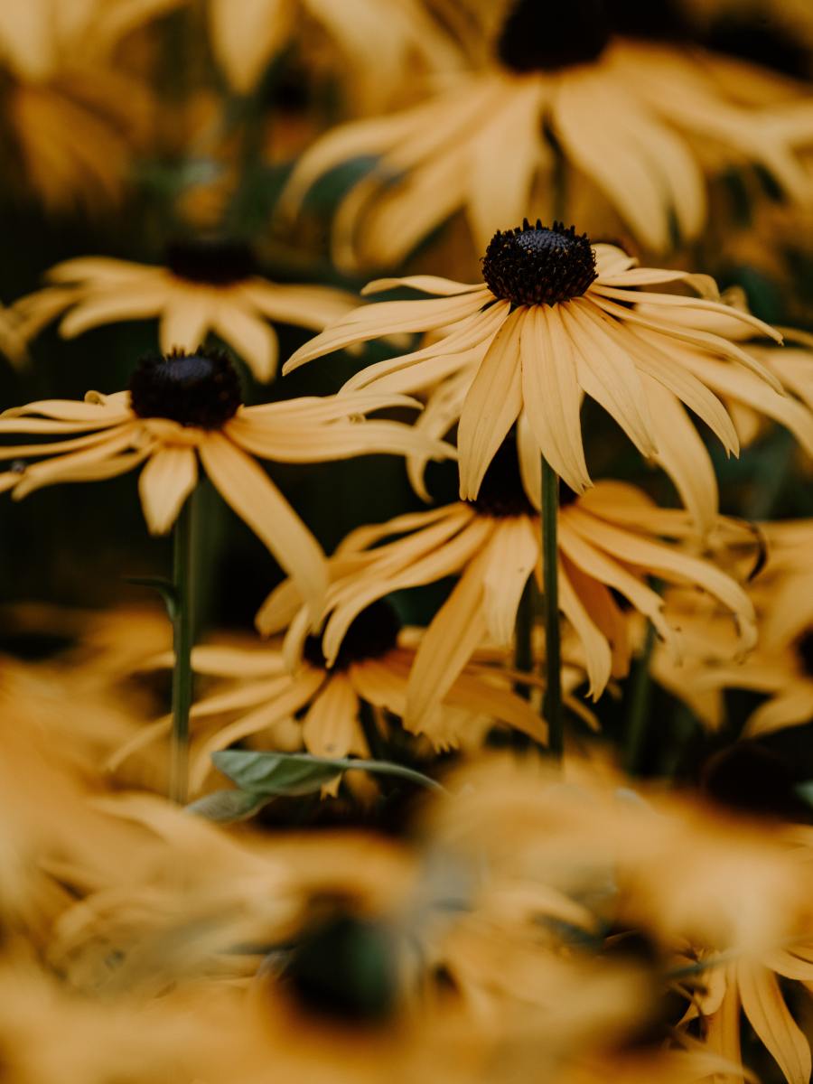 The Poet Goes About Her Business