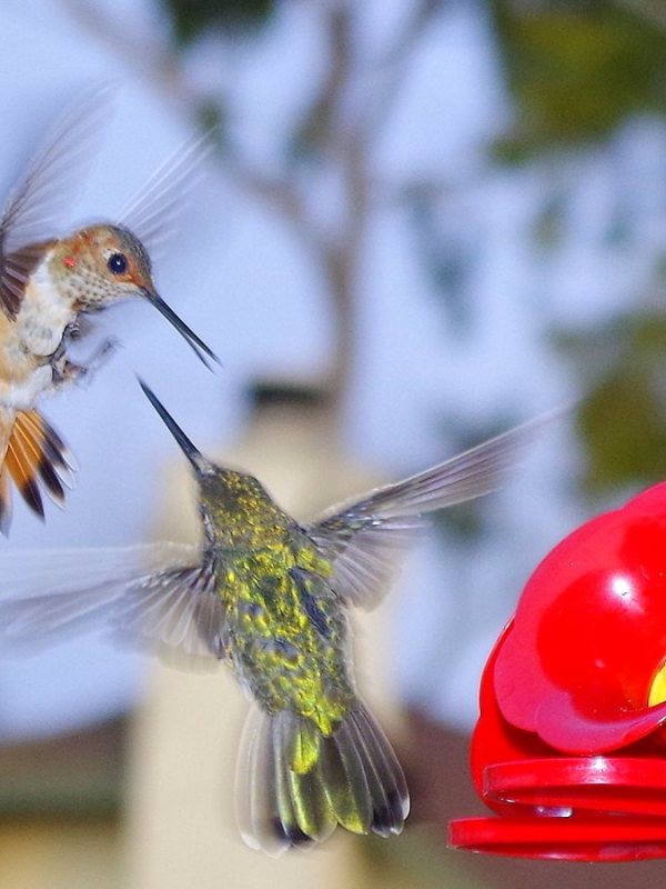 ‘Tis The new Season