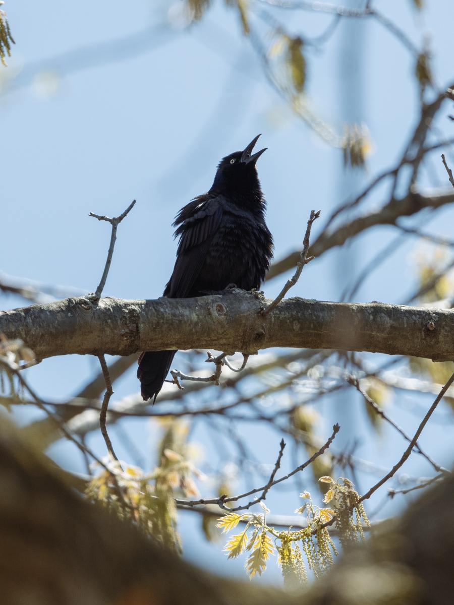 Grackles