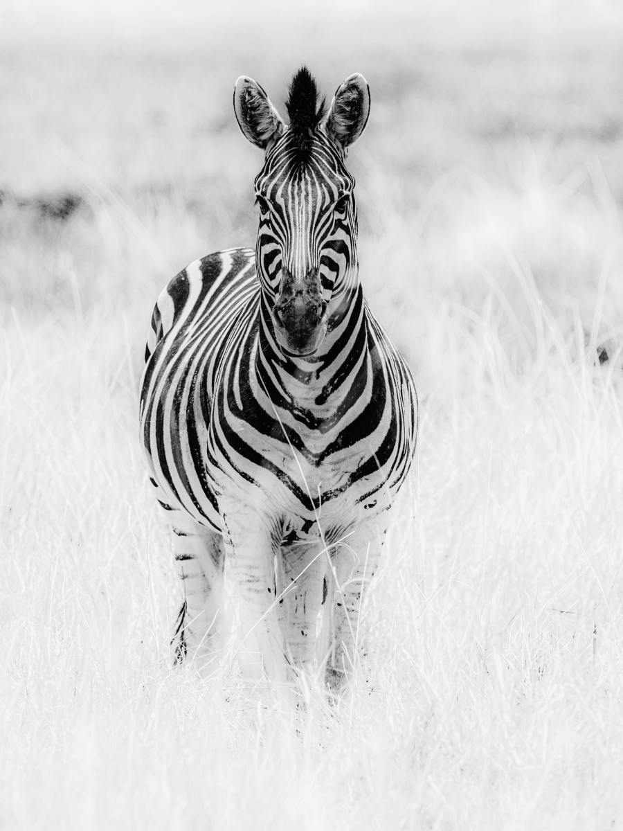 Evening Sky, Clouds and Constellations Rising