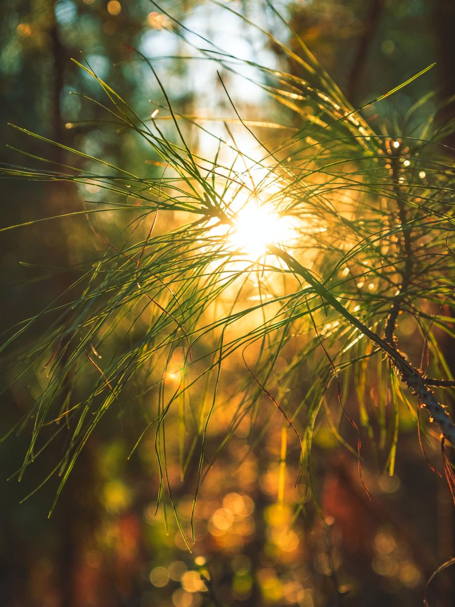 My Sister Wears Five Gold Barrettes and Smells of Mint and Cigarette Smoke